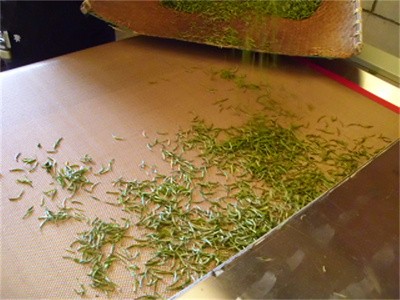 隧道式茶葉微波殺青干燥機 綠茶固色設備 