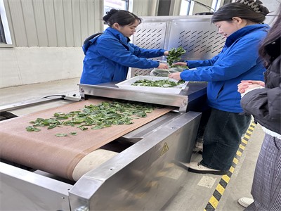 薄荷葉微波殺青設備 克服了傳統殺青方式對茶葉品質的影響