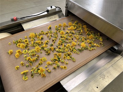 微波設備烘干菊花茶的優勢體現在哪里