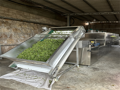 茶葉微波殺青隧道爐,讓茶葉告別傳統殺青