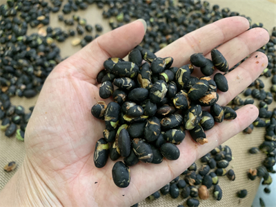 使用隧道式微波設備烘烤出來的黑豆香濃酥脆