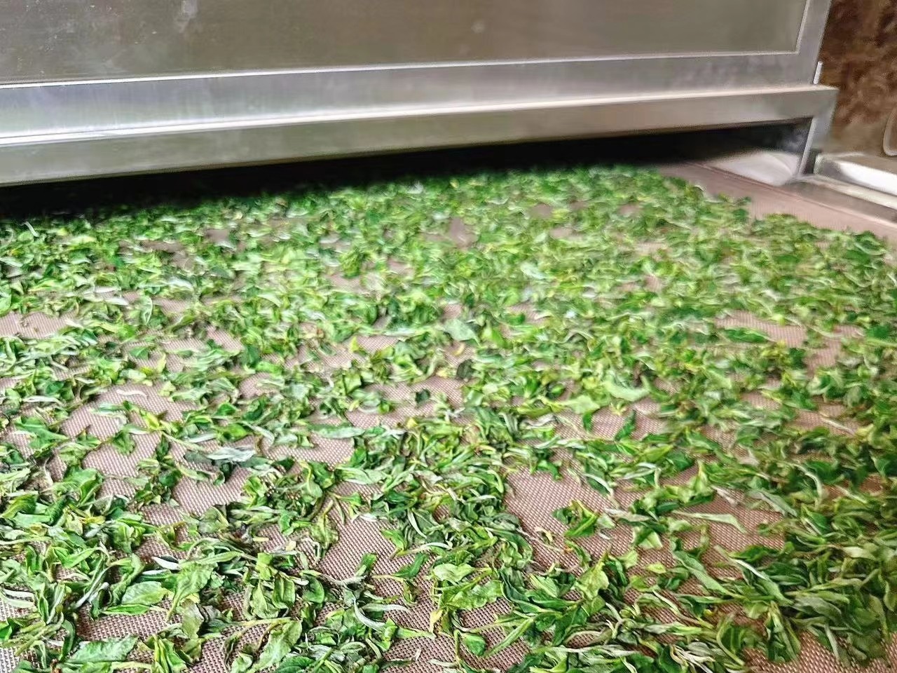 你知道微波殺青和蒸汽殺青有哪些區別嗎 