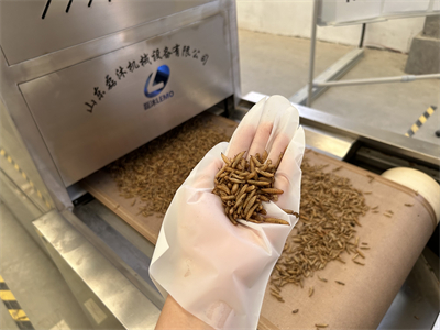 連續式黑水虻微波烘干膨脹隧道爐