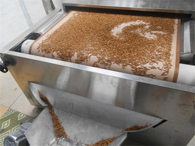 Microwave equipment dries yellow mealworms, which have a golden color