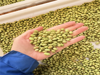 深入探討毛豆仁烘烤為何選擇微波設備