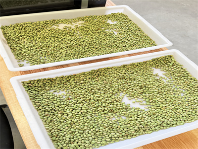 為何微波烘烤隧道爐會成為烘烤青豆的理想選擇呢