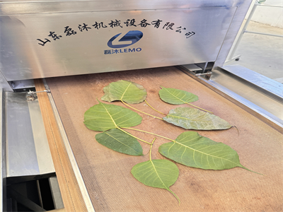 微波設備烘干后的菩提葉平整不卷邊，顏色依舊翠綠如初