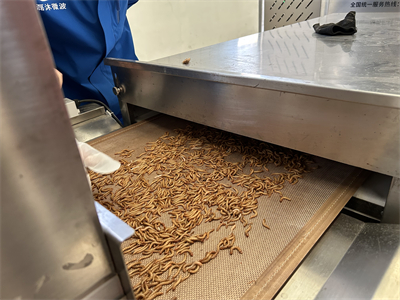 微波烘干隧道爐為黃粉蟲的烘干處理提供了全新的解決方案