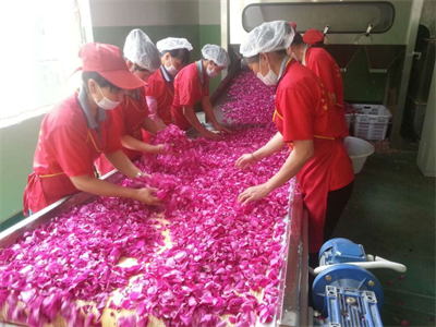 微波烘干隧道爐能夠保留鮮花的原有色澤與形態(tài)