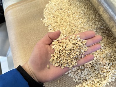 Microwave technology for pre ripening treatment of oats and other grains