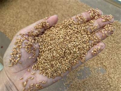 Microwave roasted flaxseeds have a crispy texture and rich nutrition