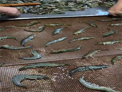 微波烘烤設備的興起為鮮蝦加工帶來了革命性的變化