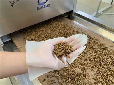 Microwave equipment for drying insects such as black soldier flies