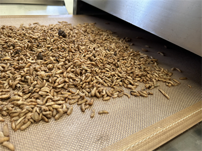 微波隧道爐解決了黑水虻烘干的諸多弊端