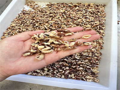 為什么選擇微波隧道爐烘烤核桃仁呢？