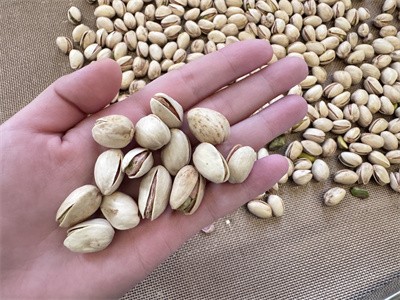 Industrial microwave equipment for baking shelled pistachios