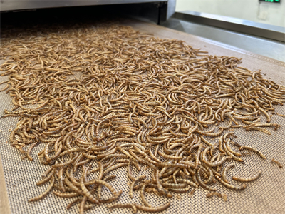 微波烘干隧道爐解決了黃粉蟲產業的技術瓶頸