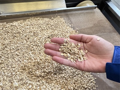 壓片后的燕麥片通過微波烤熟實現了即食效果