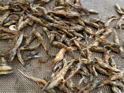 Microwave drying and sterilization equipment for dried small fish