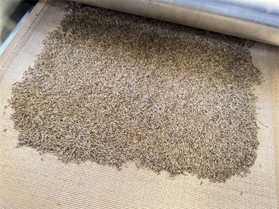 烘干孜然 含水量降到霉界點(diǎn)以下